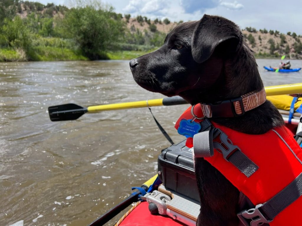 dog life jacket on raft