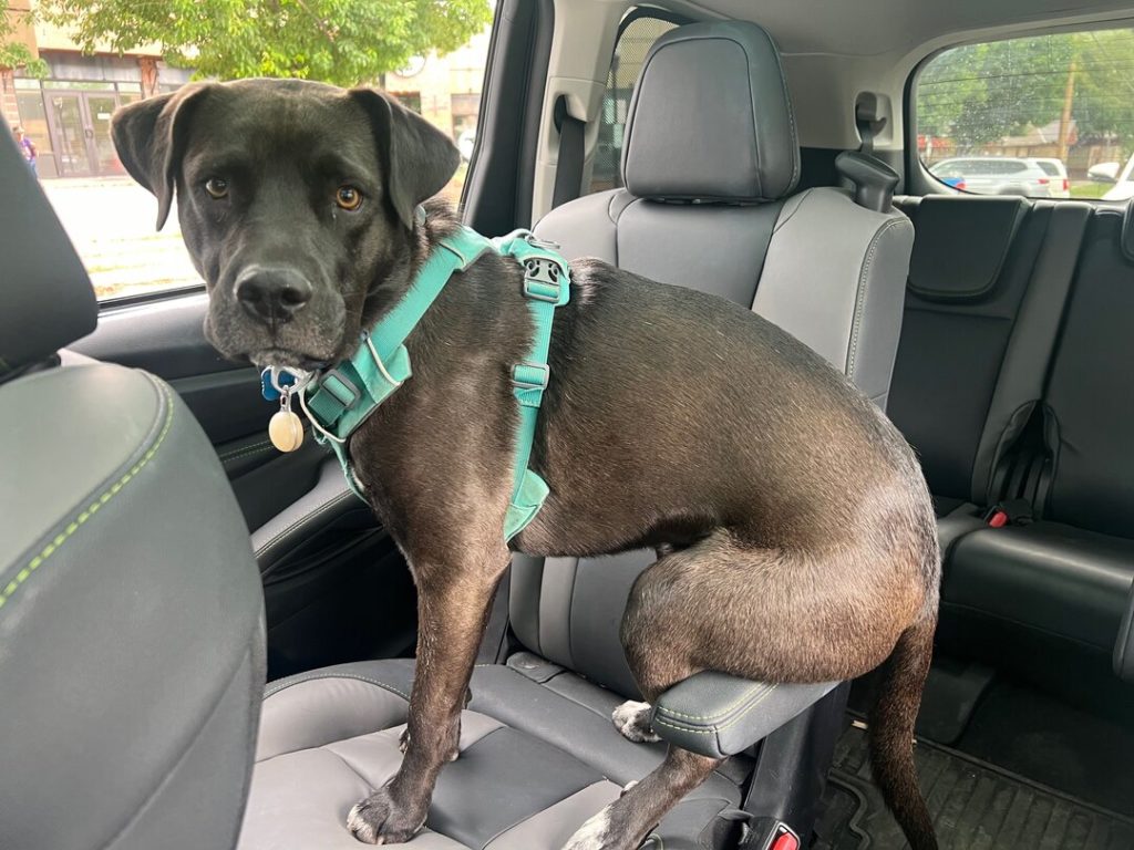 dog in car