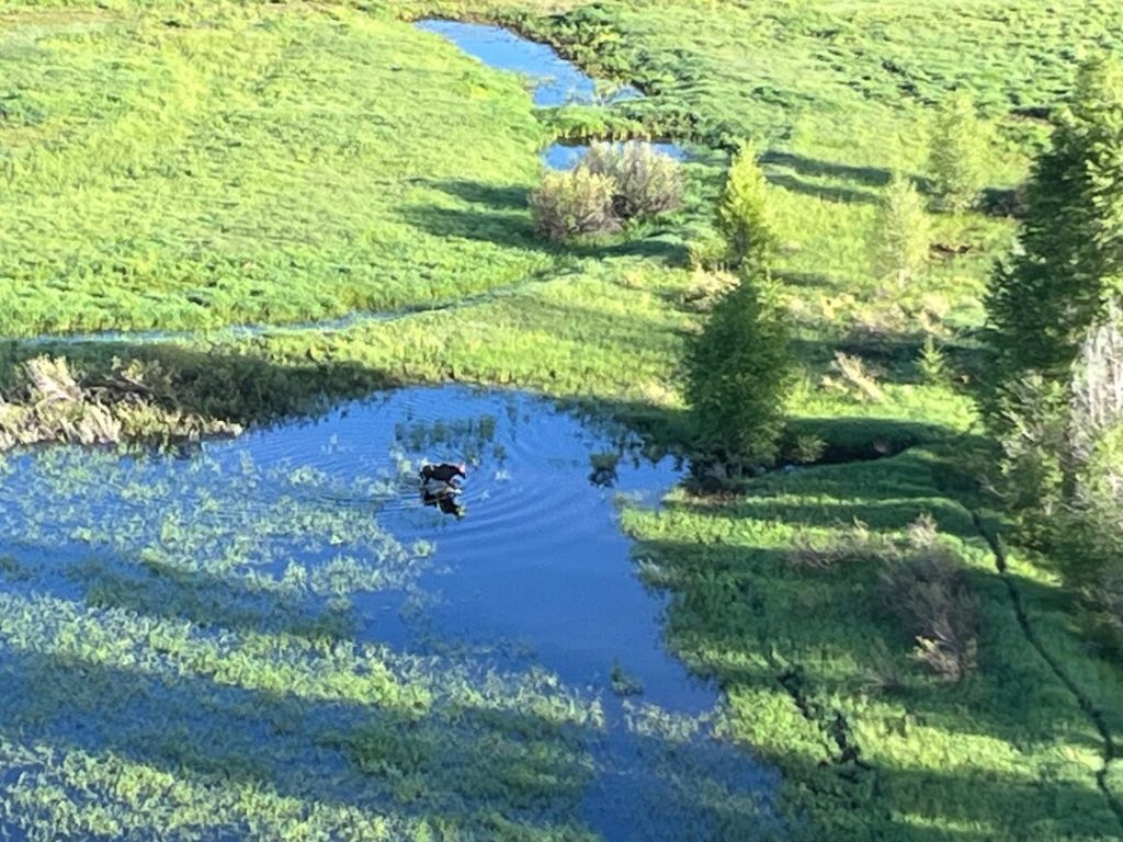 yampa valley moose