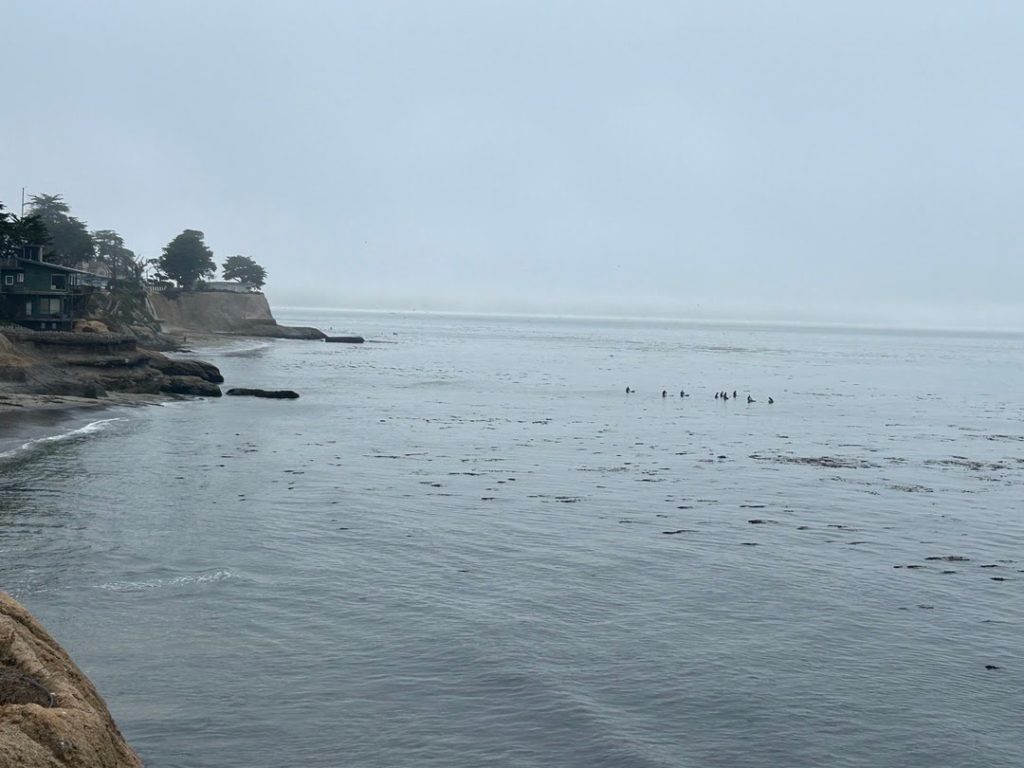 surfers santa cruz