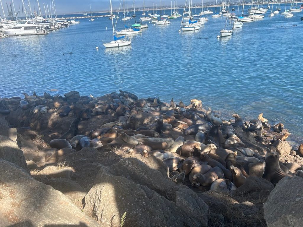 Monterey Sea Lions