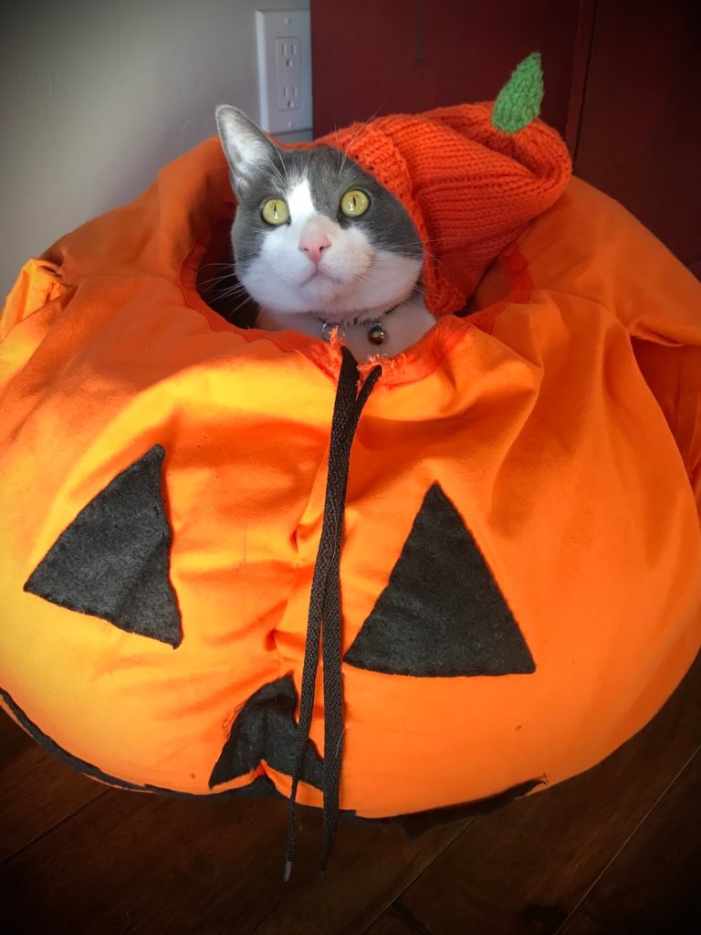 cat in pumpkin