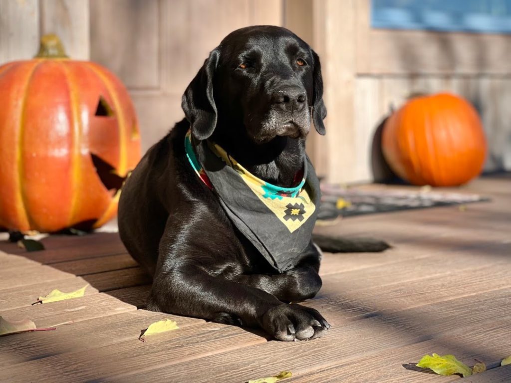 dog pumpkin