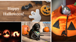 halloween pet safety