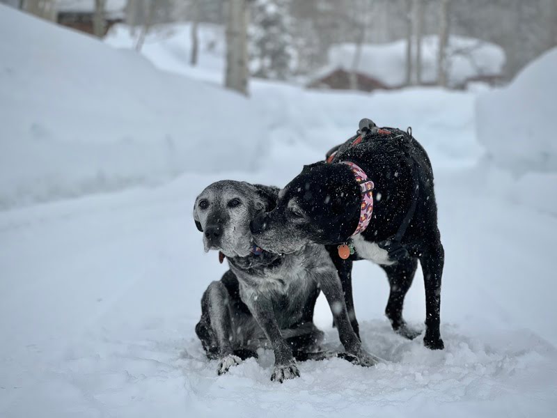 steamboat senior dog