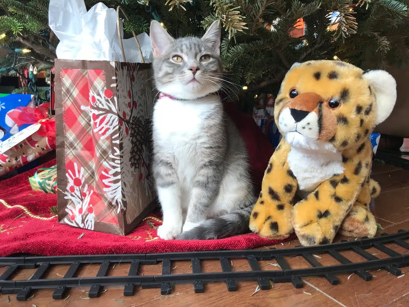 Christmas cat stuffy