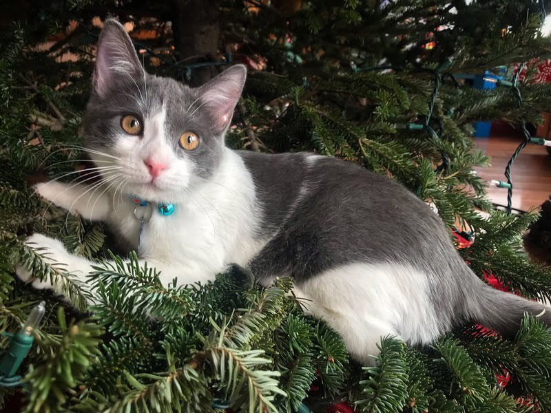 cat in christmas tree