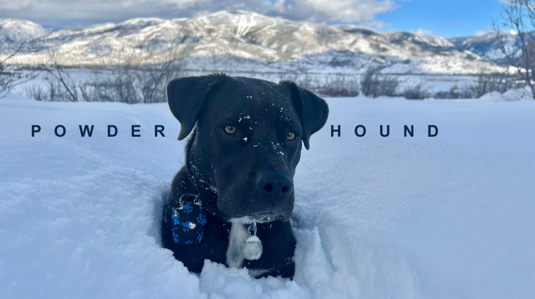 Winter Adventures with Your Powder Hound